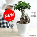 ガジュマル(超幹太) ホワイト 中型ラウンド 陶器鉢 幸福をもたらす 多幸の樹 精霊 がじゅまるの木 鉢植え 鉢 丸鉢 白 白色 丸 観葉植物 送料無料