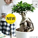 ガジュマル(超幹太) 中型ラウンド 陶器鉢(白色)幸福をもたらす 多幸の樹 精霊 がじゅまるの木 鉢植え 鉢 丸鉢 白 ホワイト 丸 観葉植物 送料無料