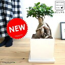 ガジュマル(超幹太) 白色 キューブ型 陶器鉢 Lサイズ 幸福をもたらす 多幸の樹 精霊 がじゅまるの木 鉢植え 鉢 四角 スクエア 白 ホワイト 観葉植物 送料無料