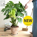 モンステラ 茶色 エッグ型 ラウンド 陶器鉢 (バークチップ) 鉢植え 鉢 陶器 テラコッタ 素焼 茶 砂色 ブラウン 丸 観葉植物 観葉 大型 送料無料