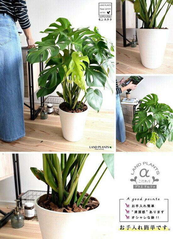 セラアート鉢 ゴージャスです 観葉植物 8号 バークチップ 花 観葉植物 モンステラ 白色 陶器 素焼 観葉 テラコッタ 鉢 白 丸 切れ込み葉っぱが魅力のエキゾチックな観葉植物です 鉢植え ホワイト ラウンド 観葉植物 観葉 大型 送料無料 ランドプランツ