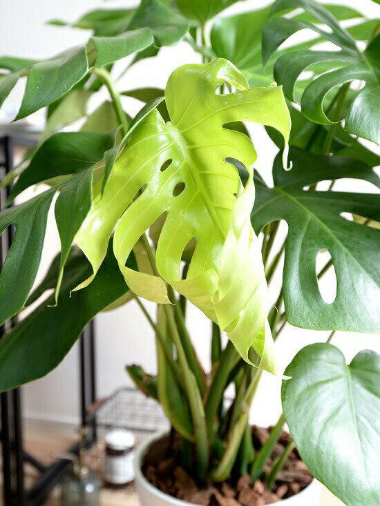 セラアート鉢 ゴージャスです 観葉植物 8号 バークチップ 花 観葉植物 モンステラ 白色 陶器 素焼 観葉 テラコッタ 鉢 白 丸 切れ込み葉っぱが魅力のエキゾチックな観葉植物です 鉢植え ホワイト ラウンド 観葉植物 観葉 大型 送料無料 ランドプランツ