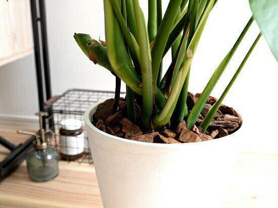 セラアート鉢 ゴージャスです 観葉植物 8号 バークチップ 花 観葉植物 モンステラ 白色 陶器 素焼 観葉 テラコッタ 鉢 白 丸 切れ込み葉っぱが魅力のエキゾチックな観葉植物です 鉢植え ホワイト ラウンド 観葉植物 観葉 大型 送料無料 ランドプランツ