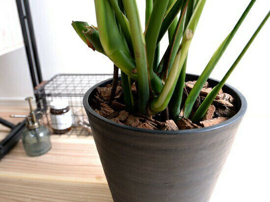楽天市場 モンステラ 黒色 セラアート鉢 8号 バークチップ 鉢植え 鉢 陶器 テラコッタ 素焼 黒 ブラック ラウンド 丸 観葉植物 観葉 大型 送料無料 ランドプランツ