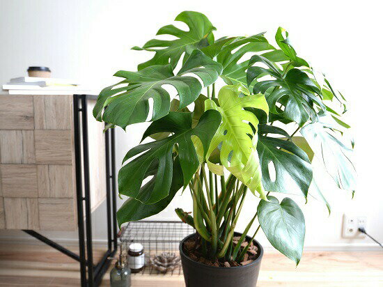 楽天市場 モンステラ 黒色 セラアート鉢 8号 バークチップ 鉢植え 鉢 陶器 テラコッタ 素焼 黒 ブラック ラウンド 丸 観葉植物 観葉 大型 送料無料 ランドプランツ 楽天市場 モンステラ 黒色 セラアート鉢 8号 バークチップ 鉢植え 鉢 陶器 テラコッタ 素焼 黒 ブラック ラウンド 丸 観葉植物 観葉 大型 送料無料 ランドプランツ