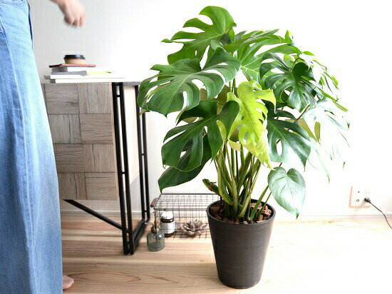 楽天市場 モンステラ 黒色 セラアート鉢 8号 バークチップ 鉢植え 鉢 陶器 テラコッタ 素焼 黒 ブラック ラウンド 丸 観葉植物 観葉 大型 送料無料 ランドプランツ 楽天市場 モンステラ 黒色 セラアート鉢 8号 バークチップ 鉢植え 鉢 陶器 テラコッタ 素焼 黒 ブラック ラウンド 丸 観葉植物 観葉 大型 送料無料 ランドプランツ