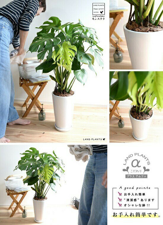 ゴージャスです 白色 観葉植物 ラウンド モンステラ トール型 陶器 鉢植え 切れ込み葉っぱが魅力のエキゾチックな観葉植物です 大型 テラコッタ 陶器 鉢 陶器鉢 バークチップ 素焼 白 ホワイト ラウンド 丸 観葉植物 観葉 大型 送料無料 ランドプランツ ゴージャスです 白色 観葉植物 ラウンド モンステラ トール型 陶器 鉢植え 切れ込み葉っぱが魅力のエキゾチックな観葉植物です 大型 テラコッタ 陶器 鉢 陶器鉢 バークチップ 素焼 白 ホワイト ラウンド 丸 観葉植物 観葉 大型 送料無料 ランドプランツ