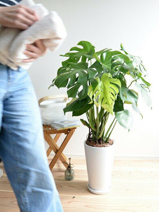 再入荷 モンステラ 白色 トール型 ラウンド 陶器鉢 バークチップ 鉢植え 鉢 陶器 テラコッタ 素焼 白 ホワイト ラウンド 丸 観葉植物 観葉 大型 送料無料 売れ筋 Acimaser Com