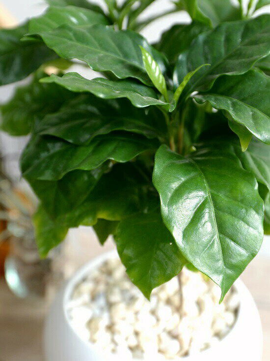 コーヒーの木 白色 丸型 陶器鉢 【黄色小石・受皿】 珈琲 coffee コーヒーノキ 苗木 苗 観葉植物 植物 鉢植え 鉢 送料無料 白 ホワイト 丸 丸形 ラウンド ボール