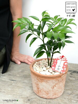 ナギ 梛 は縁結びの木 縁起のいい観葉植物 梛 の特徴や由縁をご紹介 暮らし の ナギ 梛 は縁結びの木 縁起のいい観葉植物 梛 の特徴や由縁をご紹介 暮らし の