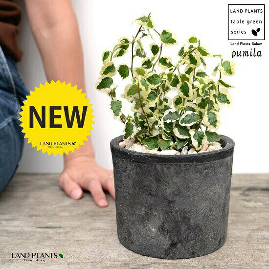 プミラ（斑入り） 黒色 モスポット シリンダー型 陶器鉢（天然砕石） フィカスプミラ グランドカバー ..