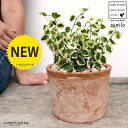 プミラ(斑入り) 茶色 モスポット シリンダー型 陶器鉢(天然砕石) フィカスプミラ グランドカバー 斑入り バリエガータ つる性植物 鉢植え 鉢 素焼 テラコ...