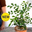 シルクジャスミン(ゲッキツ) 茶色 モスポット シリンダー型 陶器鉢(天然砕石) ジャスミン オレンジジャスミン 七里香 十里香 万里香 姫万里香香味料 鉢植え 鉢 素焼 テラコッタ 茶 ブラウン オレンジ 丸 丸形 送料無料