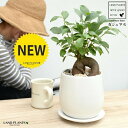 ガジュマル(幹太タイプ) 白色ドロップ型 陶器鉢 Sサイズ 【天然砕石・受皿・育て方】 幸福をもたらす 多幸の樹 精霊 がじゅまるの木 鉢植え 鉢 丸鉢 ラウンド ホワイト 白 マット 艶消し つや消し 観葉植物 観葉 送料無料