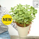 【お試し】 アロマティカス 4号 白色 プラスチック鉢【ココファイバー】 プレクトランサス キュバンオレガノ ハーブ ハーブティー スープミント 食用 鉢 鉢植...