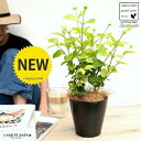 【お試し】アラビアンジャスミン(茉莉花:マツリカ)4号 黒色 プラスチック鉢【ココファイバー】 サンバックジャスミン ジャスミン ピカケ サンパギータ 鉢 鉢植...