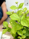 【お試し】アラビアンジャスミン(茉莉花:マツリカ)4号 黒色 プラスチック鉢【ココファイバー】 サンバックジャスミン ジャスミン ピカケ サンパギータ 鉢 鉢植...