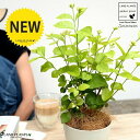 【お試し】アラビアンジャスミン(茉莉花:マツリカ)4号 白色 プラスチック鉢【ココファイバー】 サンバックジャスミン ジャスミン ピカケ サンパギータ 鉢 鉢植...