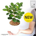 【希少植物】【お試し】 パンダガジュマル 4号 白色 プラスチック鉢 【ココファイバー】 ガジュマル がじゅまる パンダ 鉢植え 鉢 苗 苗木 観葉植物 白 ホワイト 丸 ラウンド