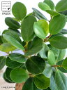 【希少植物】【お試し】 パンダガジュマル 4号 プラスチック鉢 白色 【ココファイバー】 ガジュマル がじゅまる パンダ 鉢植え 鉢 苗 苗木 観葉植物 白 ホワイト 丸 ラウンド