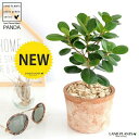 【希少植物】 パンダガジュマル 茶色 モスポット シリンダー型 陶器鉢 【天然砕石・育て方】 ガジュマル がじゅまる パンダ 鉢 鉢植え 苗 苗木 テラコッタ 素焼き MOSS POT 茶 ブラウン 観葉植物 送料無料