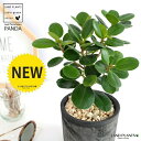 【希少植物】 ガジュマル(パンダ) 黒色 モスポット シリンダー型 陶器鉢 【天然砕石・育て方】 パンダガジュマル がじゅまる パンダ 鉢 鉢植え 苗 苗木 テラコッタ 素焼き MOSS POT 黒 ブラック 灰 観葉植物 送料無料