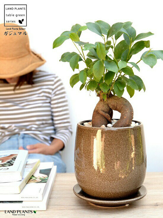 (幹太)ガジュマル ベージュ 落ち着きのある ラウンド型 陶器鉢 【黄色小石・受皿・育て方】鉢植え 鉢 陶器 苗 苗木 幸福をもたらす 多幸の樹 精霊 がじゅまるの木 砂色 茶色 グレー 灰色 灰 茶 丸 ラウンド 観葉植物 グータンヌーボー グータンヌーボ2