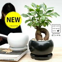 【2色】 ガジュマル(幹太タイプ) 黒色 or 白色 大丸 陶器鉢 【天然砕石・受皿・育て方】 多幸の樹 精霊が宿る木 鉢植え 鉢 苗 苗木 黒 ブラック 白 ホワイト 丸 ラウンド 観葉植物 送料無料 がじゅまる
