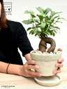 ギフト対応 はじめての植物はガジュマル。 樹形に同じものはありません。 ガジュマルの木は育てやすく観葉植物の中でも選ばれる人が多いです。耐陰性がありお部屋の中でも日光が届く範囲で育てることができます。 生育時期には枝葉が育ちます◎ …………...