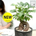 ガジュマル (幹太) 黒色 モスポット シリンダー型 テラコッタ鉢 【天然砕石・育て方】 幸福をもたらす 多幸の樹 精霊 がじゅまるの木 人参 素焼 鉢植え 鉢 苗 苗木 ブラック 黒 グレー 観葉植物