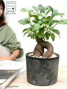 ガジュマル (幹太) 黒色 モスポット シリンダー型 テラコッタ鉢 【天然砕石・育て方】 幸福をもたらす 多幸の樹 精霊 がじゅまるの木 人参 素焼 鉢植え 鉢 苗 苗木 ブラック 黒 グレー 観葉植物