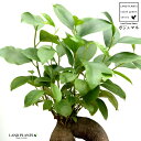ガジュマル (幹太) 茶色 モスポット シリンダー型 テラコッタ鉢 幸福をもたらす 多幸の樹 精霊 がじゅまるの木 人参 素焼 鉢植え 鉢 苗 苗木 ブラウン ...