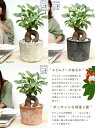 【3色選べる】ガジュマル (幹太) 白色 or 茶色 or 黒色 モスポット シリンダー型 テラコッタ鉢 幸福をもたらす 多幸の樹 精霊 がじゅまるの木 人参 ...