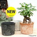【3色】ガジュマル (幹太タイプ) 茶色 or 黒色 or 白色 モスポット シリンダー型 テラコッタ鉢 幸福をもたらす 多幸の樹 精霊 がじゅまるの木 人参 素焼 鉢植え 鉢 苗 苗木 ホワイト 白 観葉植物
