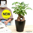 ガジュマル (幹太) 黒色 プラスチック鉢 4号 鉢植え 鉢 苗 苗木 観葉植物 黒 ブラック 丸 ラウンド 送料無料