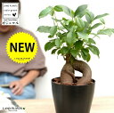 ガジュマル (幹太) 黒色 プラスチック鉢 4号 鉢植え 鉢 苗 苗木 観葉植物 黒 ブラック 丸 ラウンド 送料無料