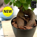 ガジュマル (幹太) 黒色 プラスチック鉢 4号 鉢植え 鉢 苗 苗木 観葉植物 黒 ブラック 丸 ラウンド 送料無料