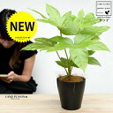 ヤツデ(八手) 黒色 プラスチック鉢 4号 テングノハウチワ 天狗の羽団扇 掌型 植栽 庭木 庭園木 鉢植え 鉢 苗 苗木 観葉植物 黒 ブラック 丸 ラウンド...