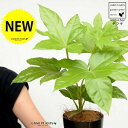 ヤツデ(八手) 黒色 プラスチック鉢 4号 テングノハウチワ 天狗の羽団扇 掌型 植栽 庭木 庭園木 鉢植え 鉢 苗 苗木 観葉植物 黒 ブラック 丸 ラウンド...