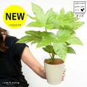 【お試し】 ヤツデ(八手) 白色 プラスチック鉢 4号 テングノハウチワ 天狗の羽団扇 掌型 植栽 庭木 庭園木 鉢植え 鉢 苗 苗木 観葉植物 白 ホワイト ...
