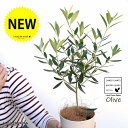【お試し】 オリーブ 4号 (品種:おまかせ)白色 プラスチック鉢【ココファイバー】 オリーブ苗 苗木 苗 鉢植え 鉢 観葉植物 植物 植木 結婚式で両親へのプレゼント 結婚式の記念品 両親贈呈ギフト 両親贈呈品 ウエルカムツリー 白 ホワイト 丸