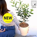 【お試し】 オリーブ 4号 (品種:おまかせ)白色 プラスチック鉢【ココファイバー】 オリーブ苗 苗木 苗 鉢植え 鉢 観葉植物 植物 植木 結婚式で両親へのプレゼント 結婚式の記念品 両親贈呈ギフト 両親贈呈品 ウエルカムツリー 白 ホワイト 丸