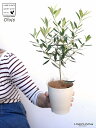 【お試し】 オリーブ 4号 (品種:おまかせ)白色 プラスチック鉢【ココファイバー】 オリーブ苗 苗木 苗 鉢植え 鉢 観葉植物 植物 植木 結婚式で両親へのプ...