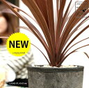 コルディリネ(レッドスター) 黒色 モスポット シリンダー 陶器鉢【天然砕石・育て方】 鉢植え 鉢 苗木 苗 陶器 テラコッタ 素焼 MOSSPOT MOSS ...