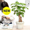 ヘテロパナックス 石模様 セメント製 陶器鉢 Mサイズ 【天然砕石・受皿】苗 苗木 鉢植え 植木 灰 グレー 丸 観葉植物