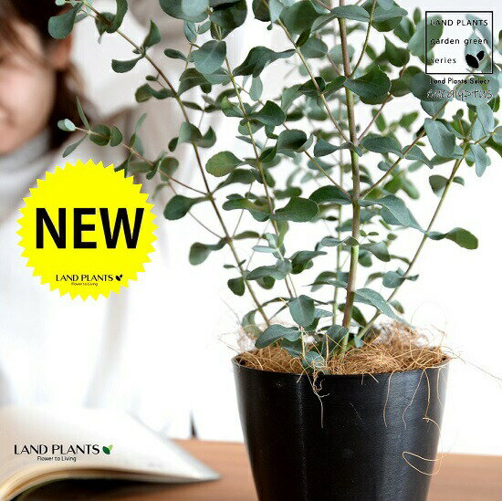 【お試し】 ユーカリ（グニー) 4号 黒色 プラスチック鉢【ココファイバー】 鉢植え プラ鉢 ブラック 黒ユーカリの木 ユーカリプタス フトモモ グニ コアラ インテリアバーク 観葉植物