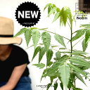 【お試し】 ミラクルニーム(虫除けの木) 黒色 4号 プラスチック鉢【ココファイバー】 奇跡の木 ニーム 蚊連草 ニームオイル 印度栴檀 インドセンダン アザジ...