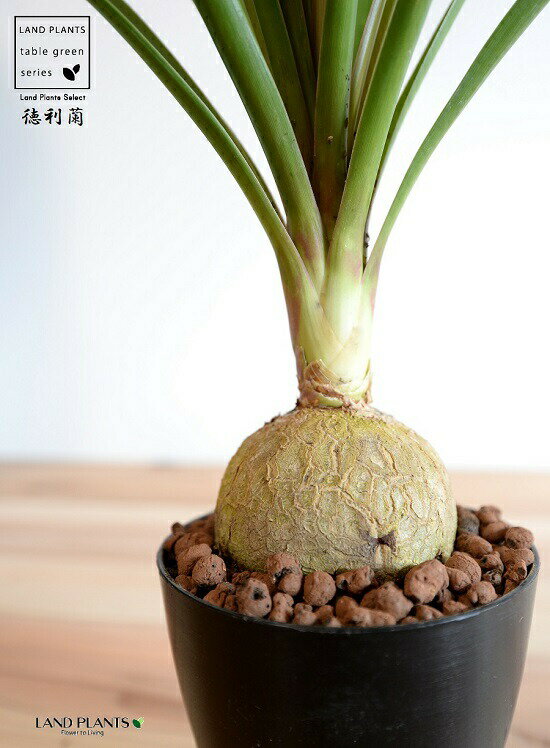 トックリラン：徳利蘭（太葉） 4号 黒色 プラスチック鉢 【ハイドロボール】 ポニーテール ノリナ 苗 苗木 鉢植え 植木 黒 ブラック 丸 プラ鉢 12cm 観葉植物