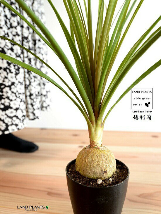 トックリラン：徳利蘭（太葉） 4号 黒色 プラスチック鉢 【ハイドロボール】 ポニーテール ノリナ 苗 苗木 鉢植え 植木 黒 ブラック 丸 プラ鉢 12cm 観葉植物