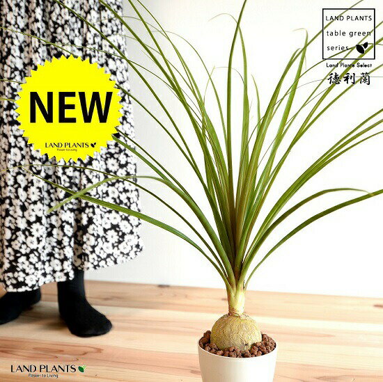 トックリラン：徳利蘭（太葉） 4号 白色 プラスチック鉢 【ハイドロボール】 ポニーテール ノリナ 苗 苗木 鉢植え 植木 白 ホワイト 丸 プラ鉢 12cm 観葉植物